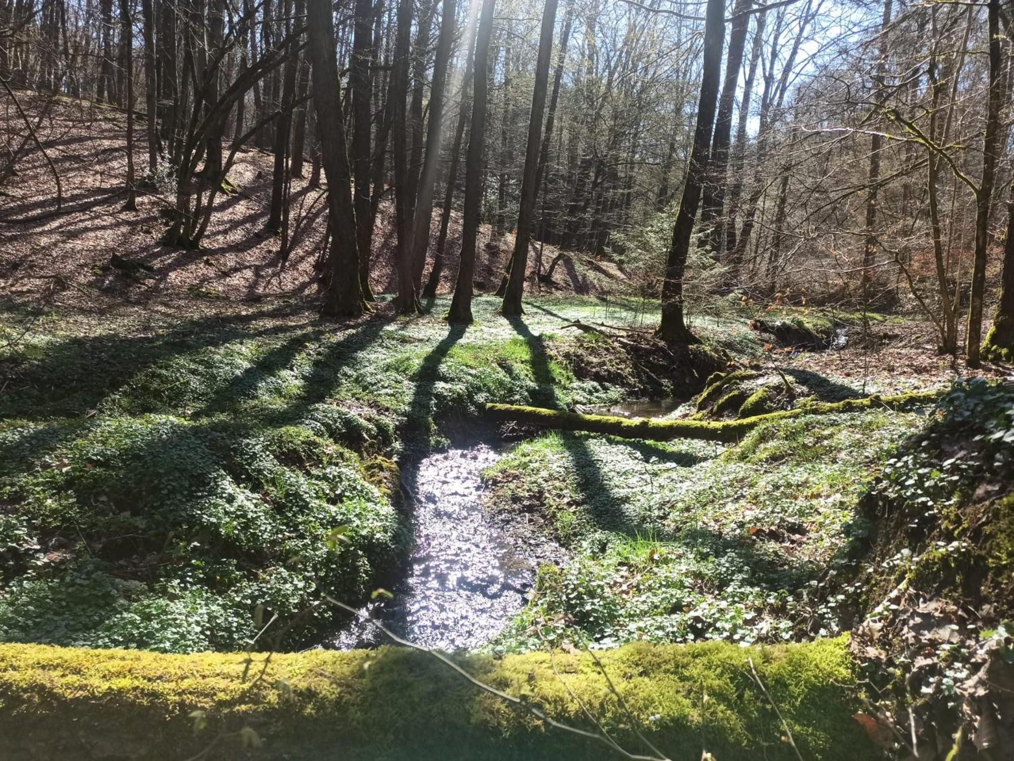 Wellness Ferienwohnung Biene Im Bergischen Land Much Luaran gambar